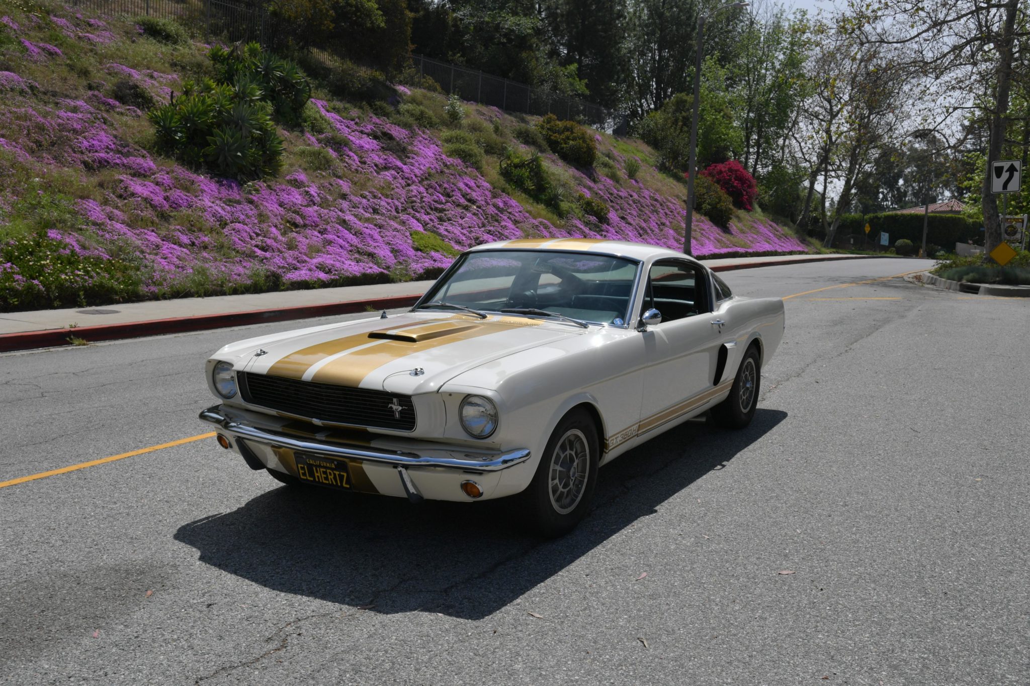 1966 Shelby Mustang GT350 & GT500 