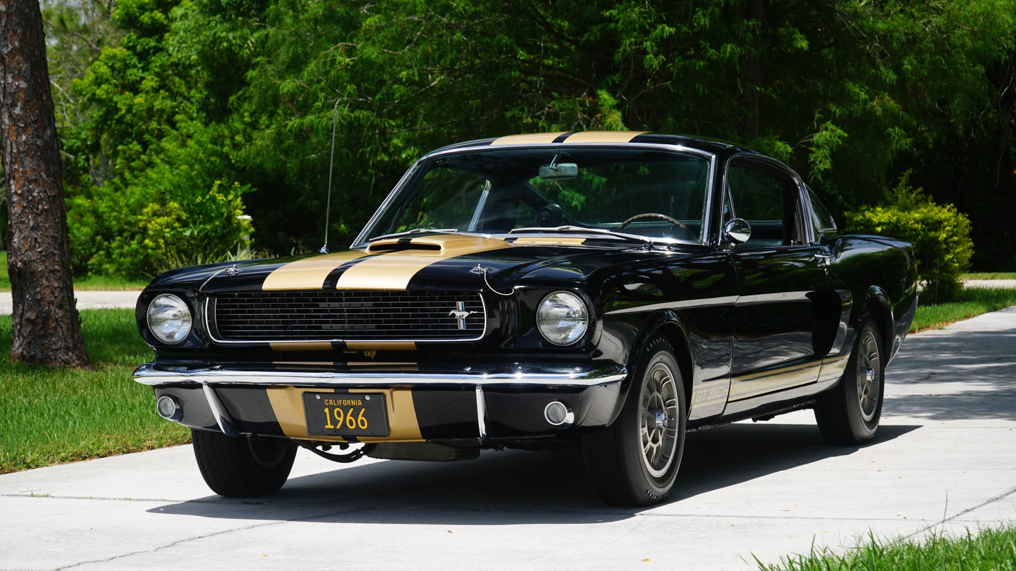 1966 Shelby Mustang GT350 & GT500 