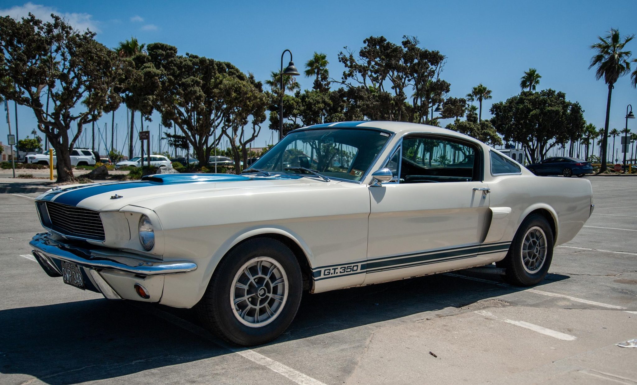 1966 Shelby Mustang GT350 & GT500 